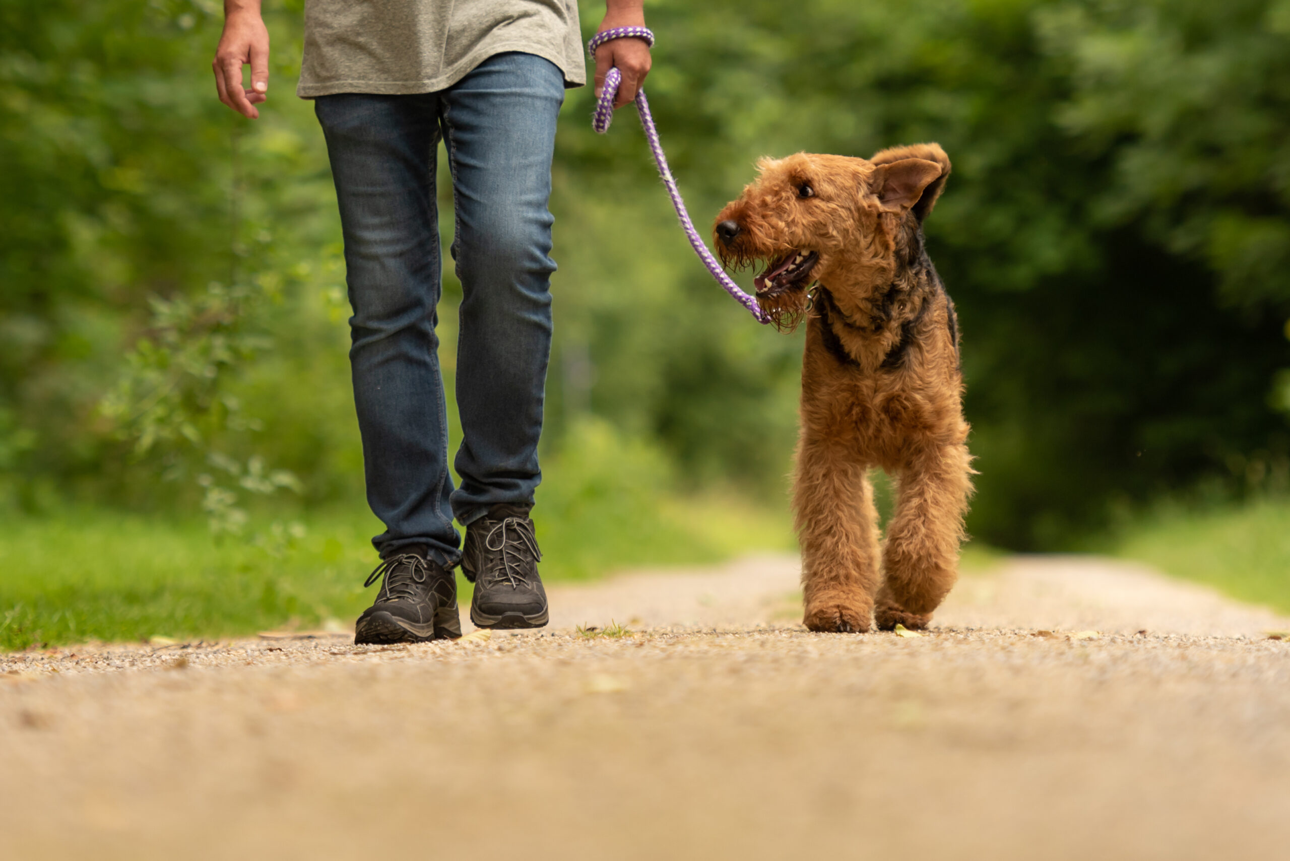 Airedale Terrier. Dog handler is walking with his obedient dog on the road in a forest.